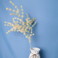 ветка колючка шампань