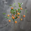 ветка апельсина опт 10 штук