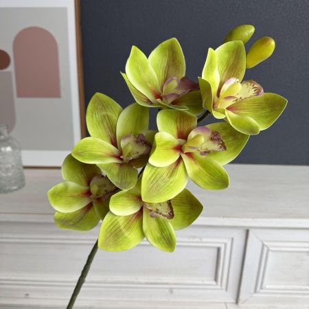 орхидея цимбидиум опт 5 штук салатовая