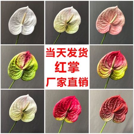 антуриум зелено-голубой антуриум зелено-голубой