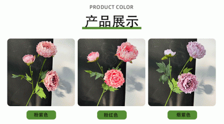 ранункулюс фиолетовый