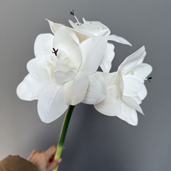 амариллис 10 штук белый