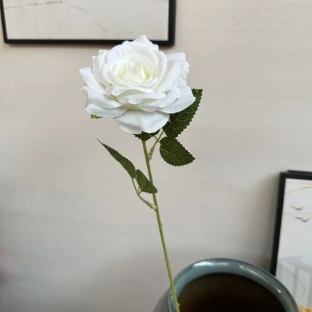 Одинарная остролистная роза белый