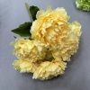 букет французских пионов 7 голов желтый