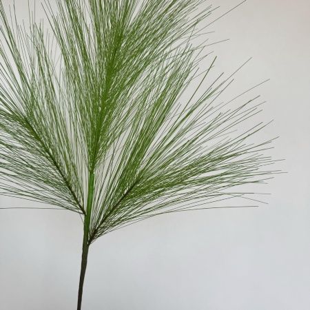 две ветки сосны гигант зеленая