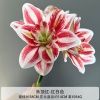 амариллис 10 штук красно-белый