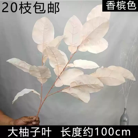 ветка грейпфрута шампань