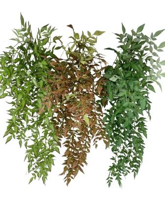 рускус ампельный  светло-зеленый