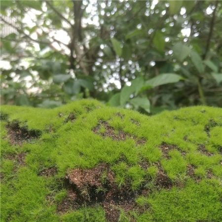 коврик мох натурально-зеленый