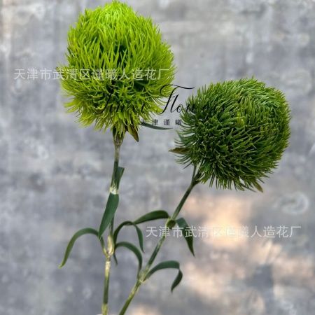 диантус зеленый