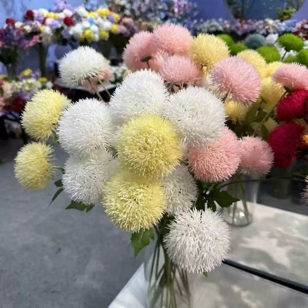 тройной диантус белый