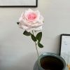 Одинарная остролистная роза розовая середина
