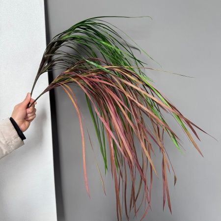 осока 2 штуки розово-бежевая