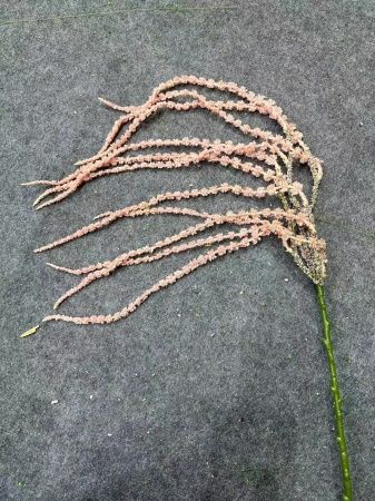 амарант пластик розовый