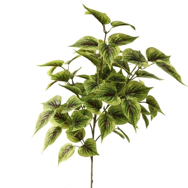 колеус зеленый