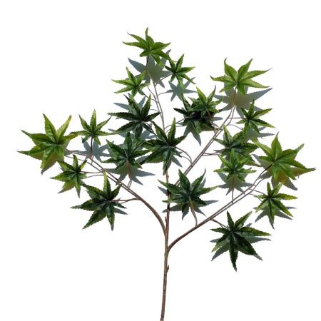 листья клена зеленые