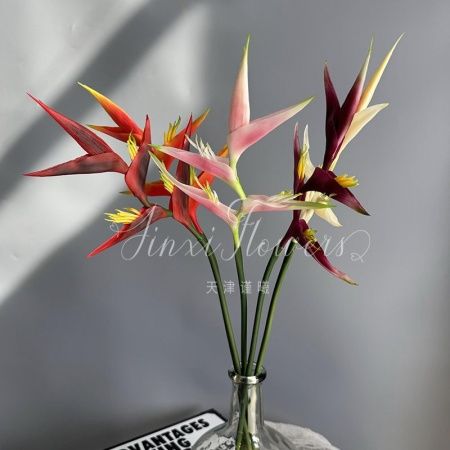 стрелиция бордовая