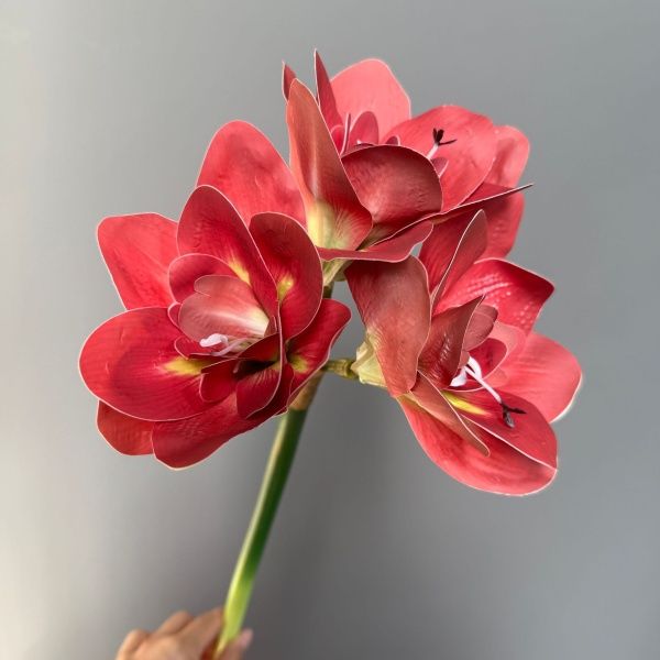 амариллис 10 штук красный