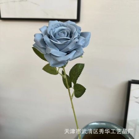 Одинарная остролистная роза серо-голубой
