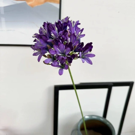 агапантус фиолетовый