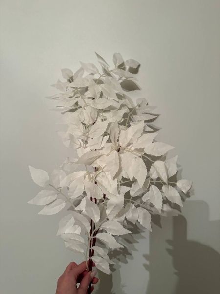 Бузина белая