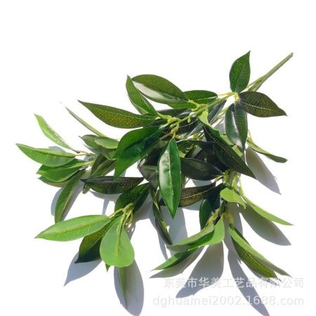 лавровый лист зеленый