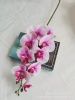 орхидея прорезиненная бело-фиолетовый