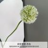одуванчик бело-зеленый