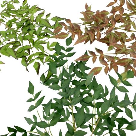 рускус лианой  светло-зеленый