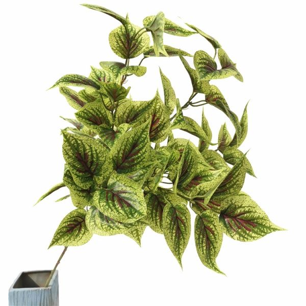 колеус зеленый