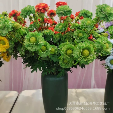 хризантема зеленая