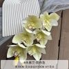 орхидея цимбидиум опт 5 штук лимонная